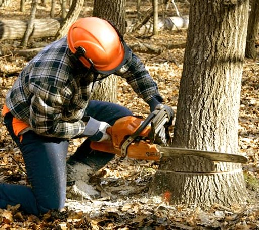 Tree Removal in Monponsett, MA